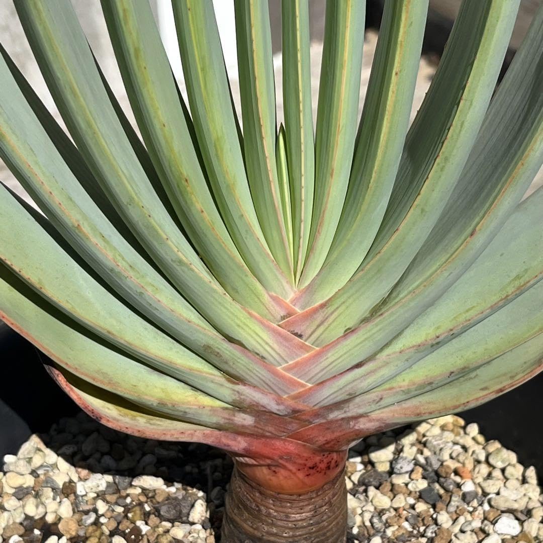 アロエ　プリカティリス　3頭　幹太　ドライガーデン アガベ　多肉　観葉植物 Amazon.co.jp: アロエ プリカティリス 実生 多肉植物 観葉植物 ドライ